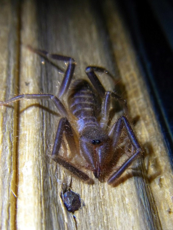One of only a handlful of solifugid species found in wet, tropical environments. This solifugae was observed in the Monteverde Cloud Forest clinging to a window using its sutorial organs