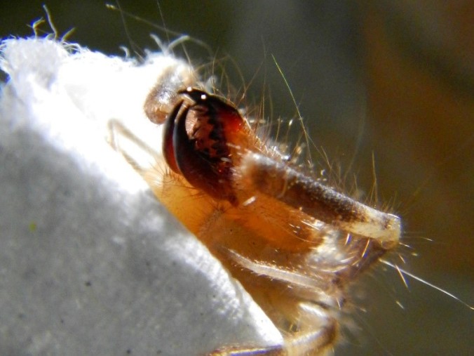 Equipped with the largest invertebrate jaws for its body size, solifugids don't need venom. They masticate their victims instead, relying on their huge head muscles to power their exoskeleton crunching chelicera. Photo by M. Kent.