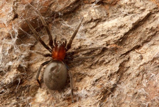 This is a lovely spider species in the family Titanoecidae. (Photo by Sean McCann)