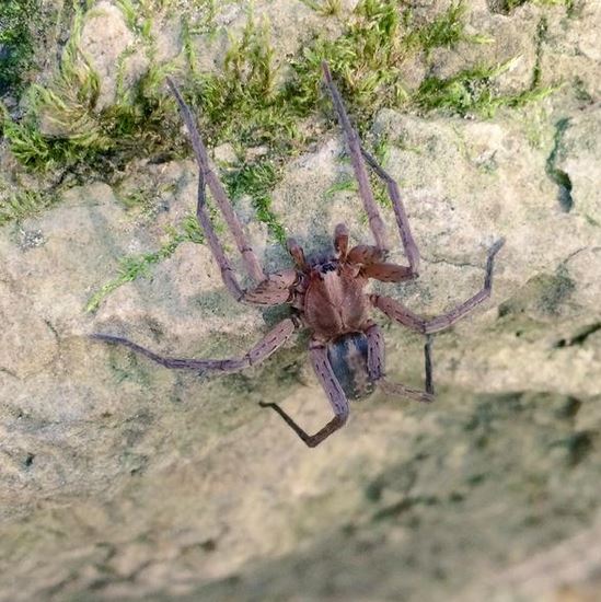 Ctenus exlineae