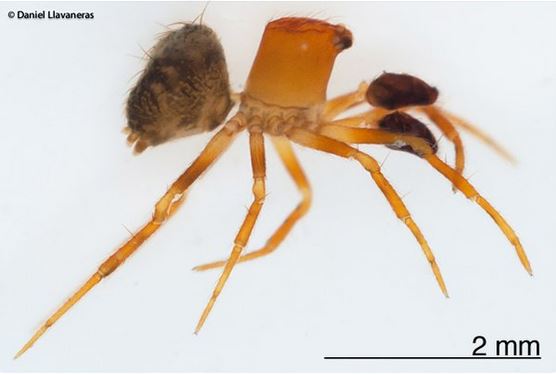 A mystery 'tube spider' by Daniel Llavaneras.