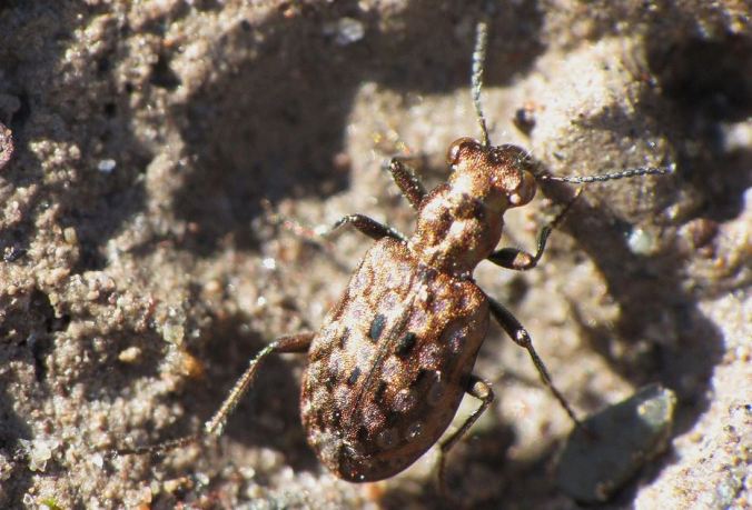 A northern ground beetle, Elaphrus lapponicus. Photo by C. Ernst.