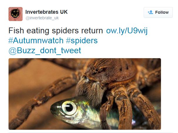 Fish-eating spiders. Oh, yeah!