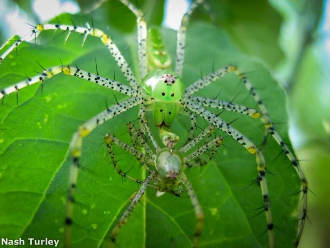 Green Lynx spider eating Green Lynx spider. By Nash Turley