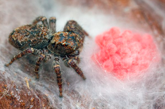 Just look at this Jumping spider keeping an eye on her babies! Photo by Nick Porch (reproduced here with permission)