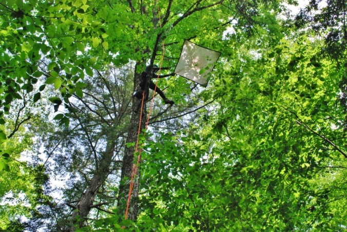 Using a beat-sheet in the tree canopy, to collect arthropods