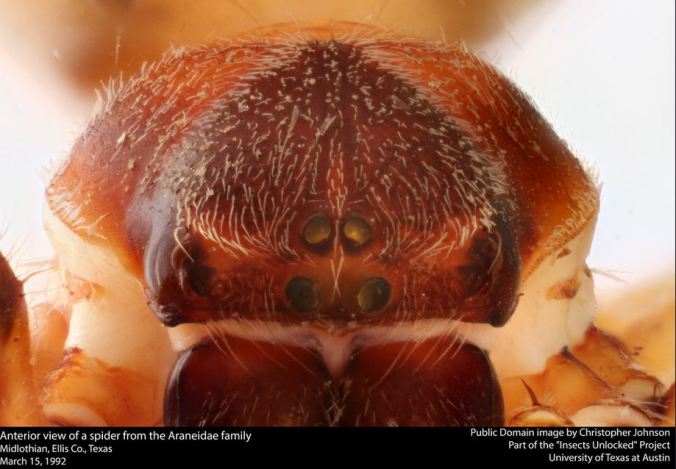 Here's looking at you... A close up of an Araneidae, from Insects Unlocked.