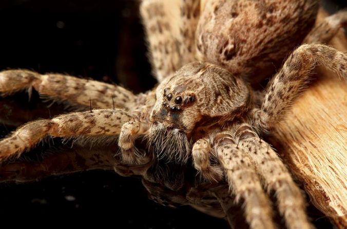 A beautiful dock spider (photo by Sean McCann)