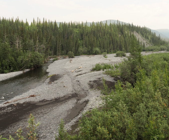Sheep Creek, Yukon - a habitat that frequently floods: now we know how the tiny Arachnids survive the flooding!