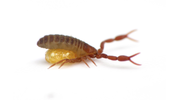 The Arctic pseudoscorpion: it has stories to tell. Photo by C. Ernst, reproduced here with permission. 