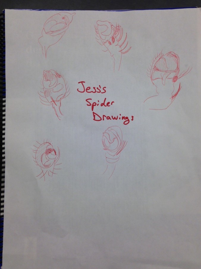 Learning Taxonomy... spider drawings (of male palps) help.
