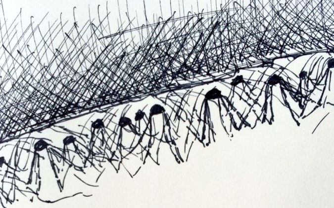 A congregation of Opiliones.