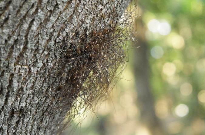 Opiliones