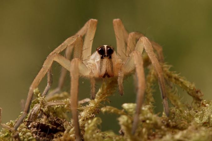 Rabidosa