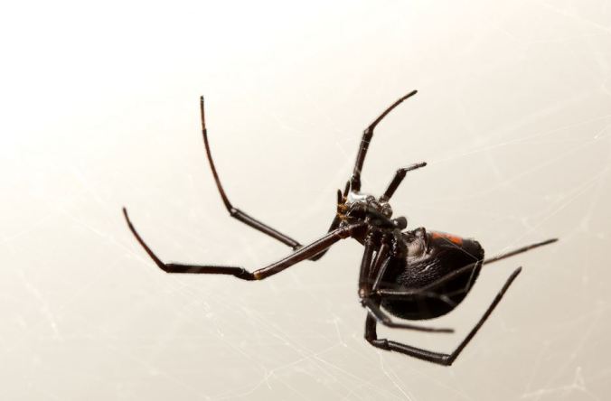 WidowSpider