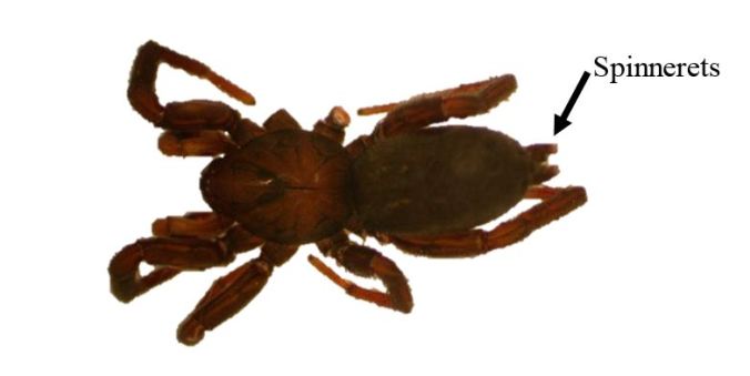 Gnaphosa microps, seen from above. Photo from the Biodiversity Institute of Ontario through Barcode of Life Data Systems