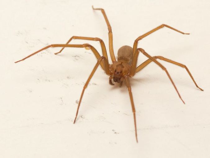 Two of my favourite Arachnologists (Sean and Catherine) have been on a great SPIDER TRIP adventure! This is one of the species they stumbled across in Texas. Yes, it's a brown recluse (photo by S. McCann).
